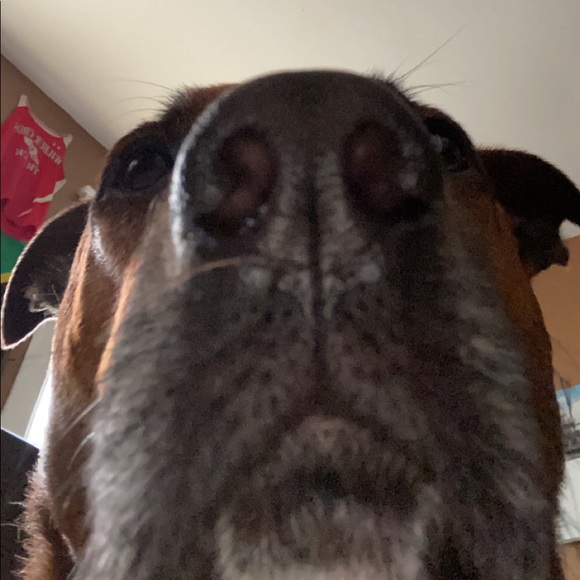 Meet your Posher, Caleb - Picture 1 of 1